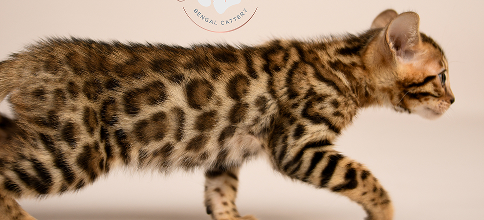 Bengal kitten for sale